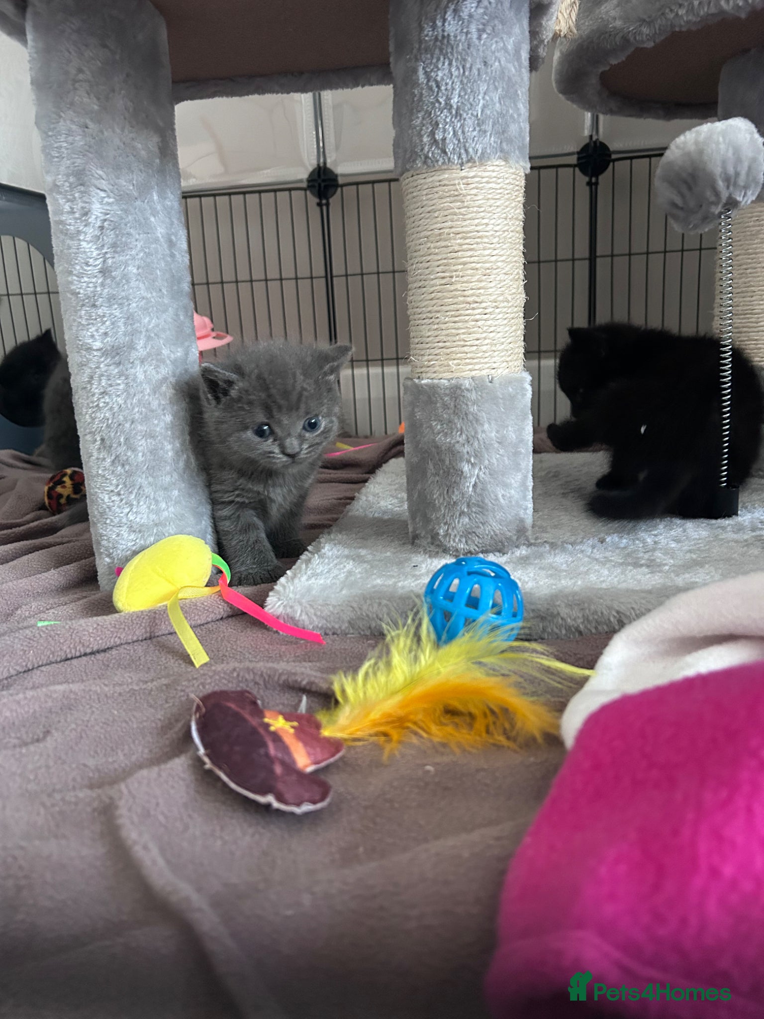 British Shorthair cats for sale: 5 British shorthair kittens  - Advert 20