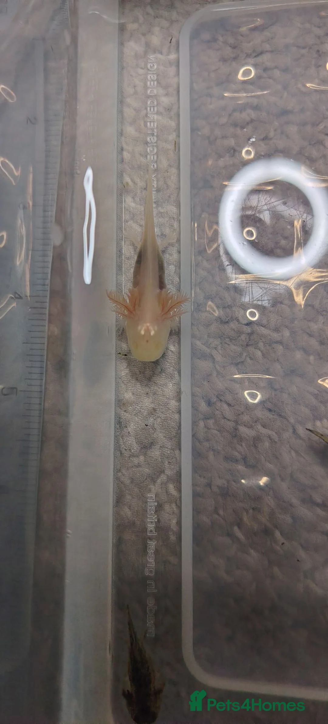 Other/Mixed Breed fish for sale: Baby Axolotl in Newport - Advert 6