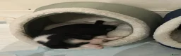 Border Collie dogs for sale: 3 girls and 2 boys for sale in Macclesfield - Advert 6