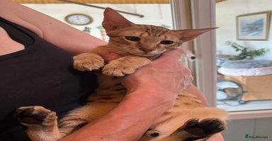 Savannah cats in Spalding - Advert 1