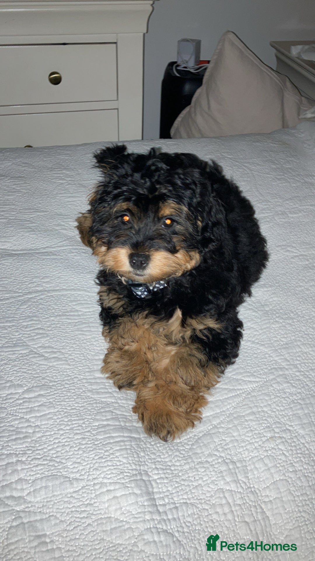 Shihpoo dogs for sale: Chilli The Shihpoo  - Advert 6