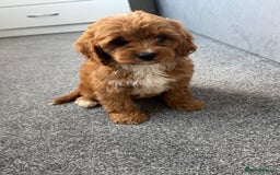 Cavapoo dogs for sale: Stunning F1 Cavapoos kc reg parents  - Image 3