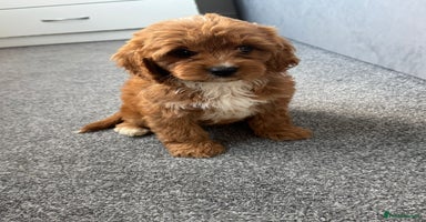 Cavapoo dogs - Advert 2