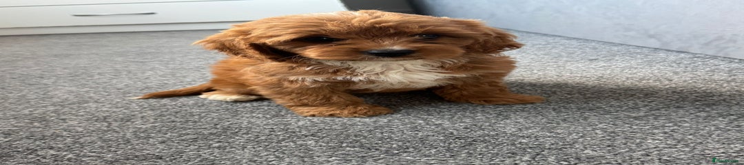 Cavapoo Puppy 5