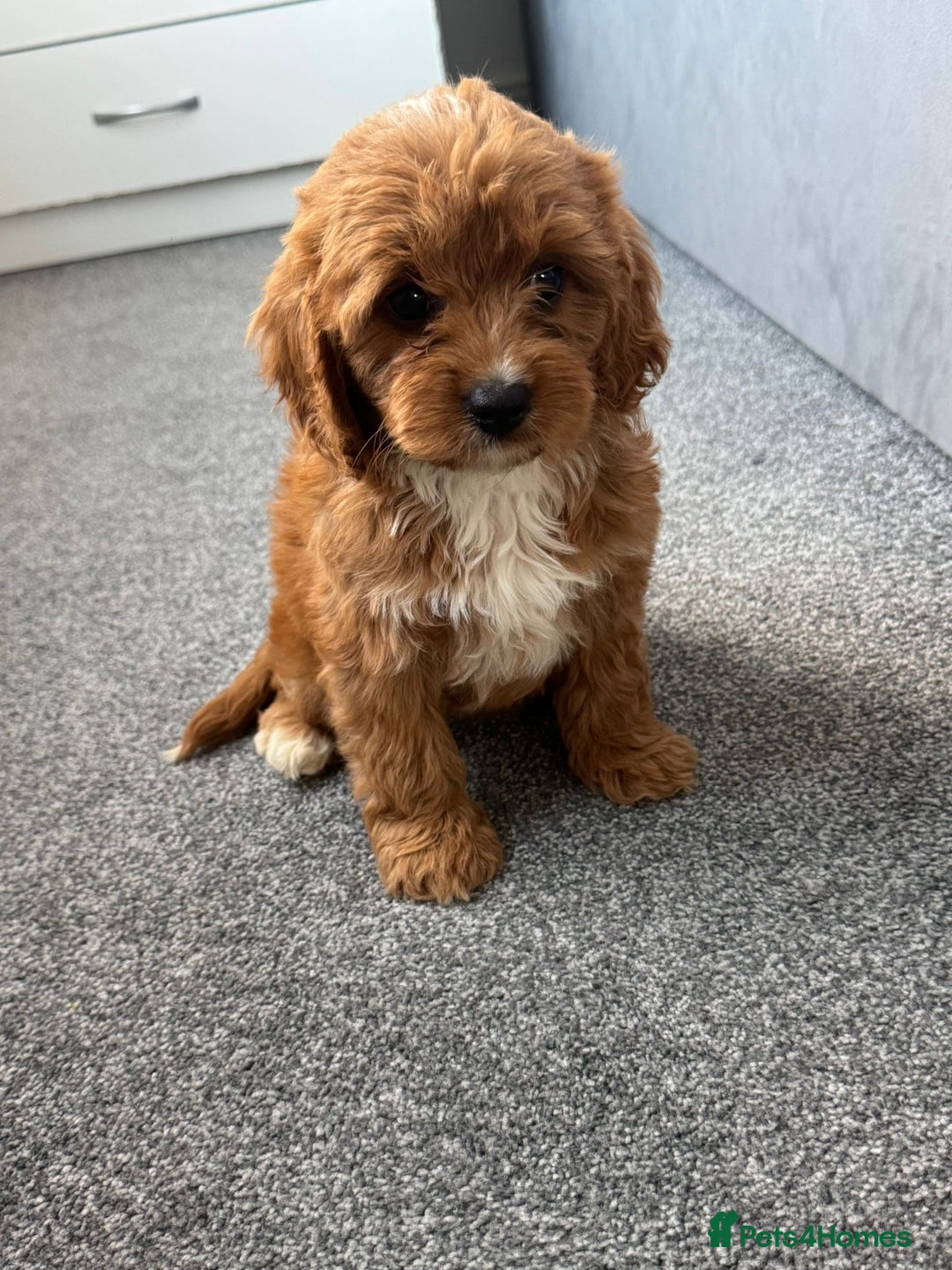Cavapoo dogs for sale: Stunning F1 Cavapoos kc reg parents  - Image 3