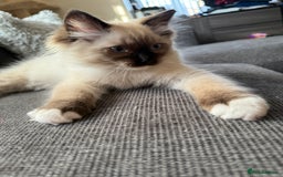 Ragdoll cats for sale: Beautiful Ragdol babies ready to leave  - Image 36