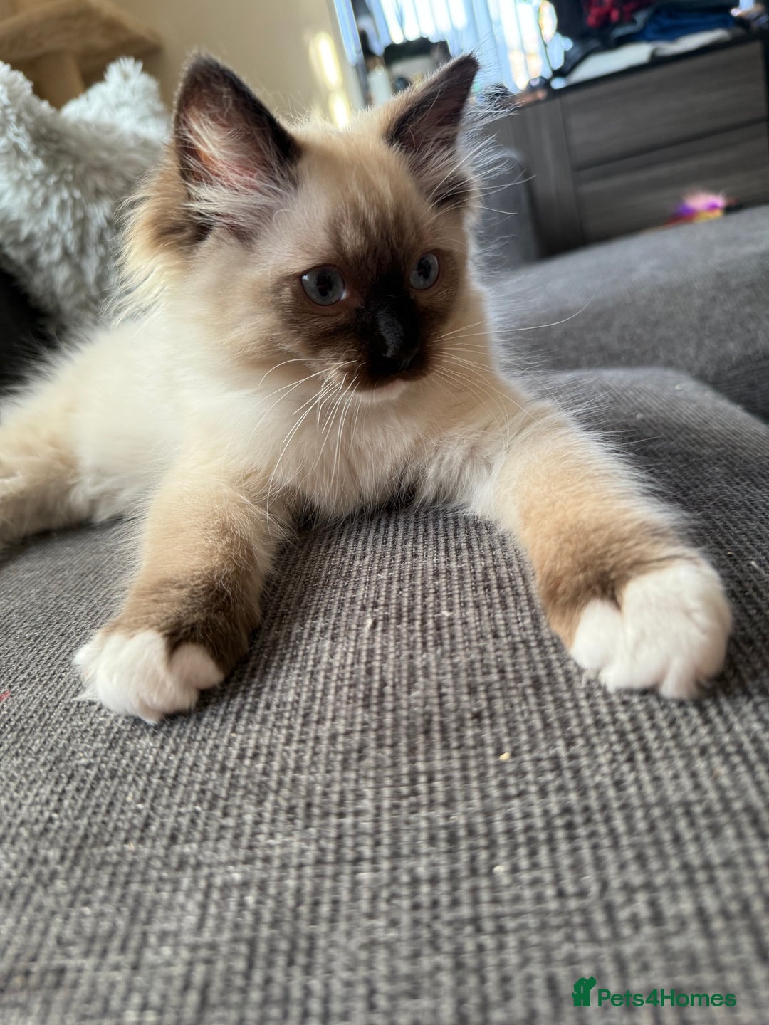 Ragdoll cats for sale: Beautiful Ragdol babies ready to leave  - Image 36