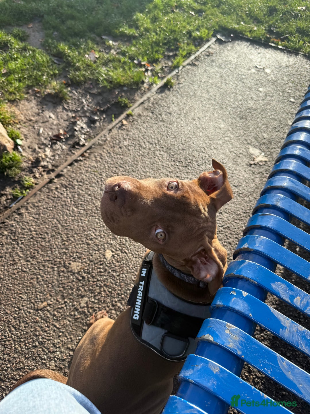 Mixed Breed dogs for sale: Kruz the adventures puppy - Advert 4