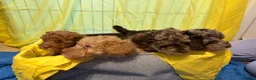 Toy Poodle dogs for sale: Beautiful toy poodle puppies  - Advert 18