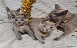 Russian Blue cats for sale: Stunning Russian Blue kittens-pure Pedigree - Image 9