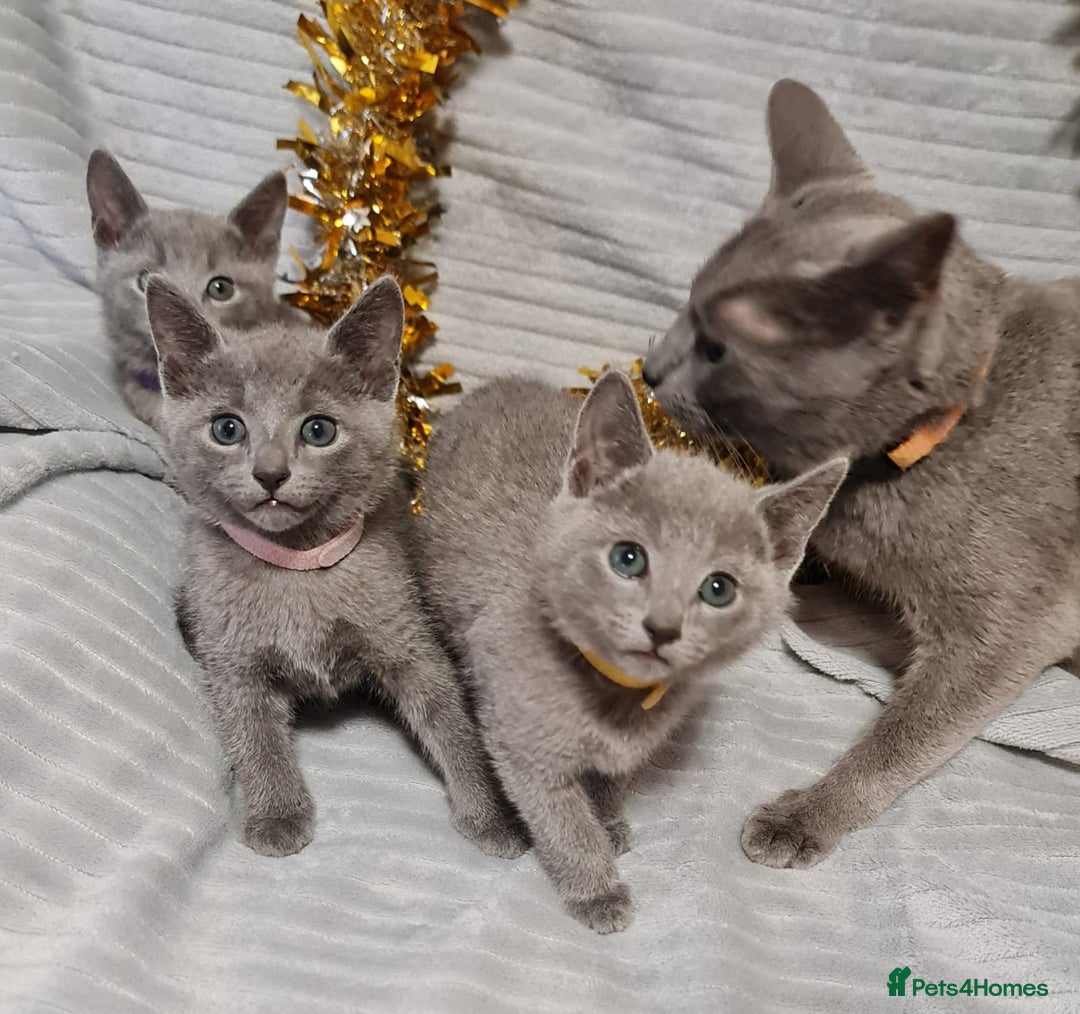 Russian Blue cats for sale: Stunning Russian Blue kittens-pure Pedigree - Image 9