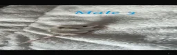 Mouse rodents for sale: Baby mice  - Advert 7