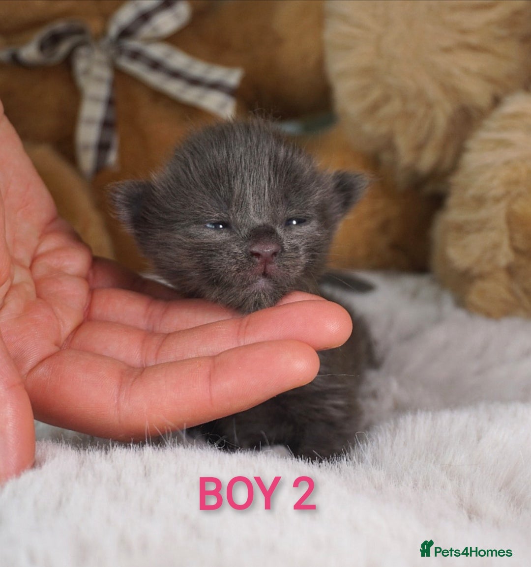 Maine Coon cats for sale: SHOW QUALITY MAINE COON KITTENS  - Image 4