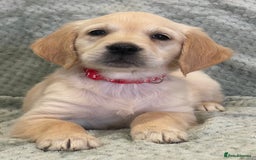 Golden Retriever dogs for sale: Quality Litter Of KC Reg Golden Retriever Puppies  - Image 28