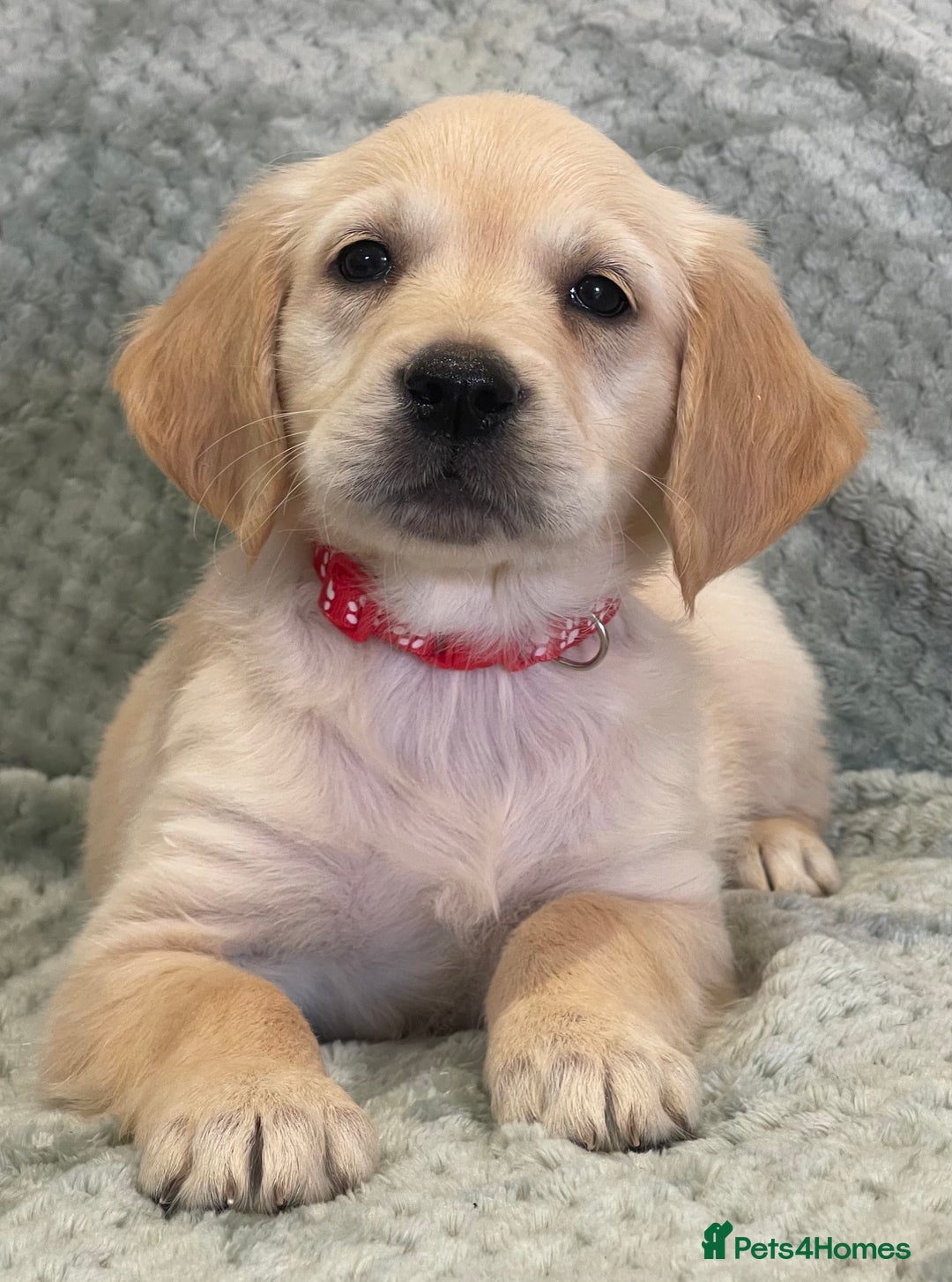 Golden Retriever dogs for sale: Quality Litter Of KC Reg Golden Retriever Puppies  - Image 28
