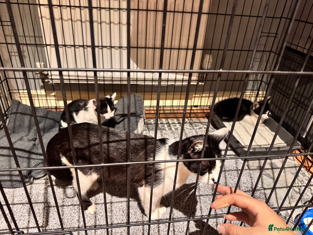 Domestic Shorthair cats for sale: Small & slim b&w kitten  - Image 4