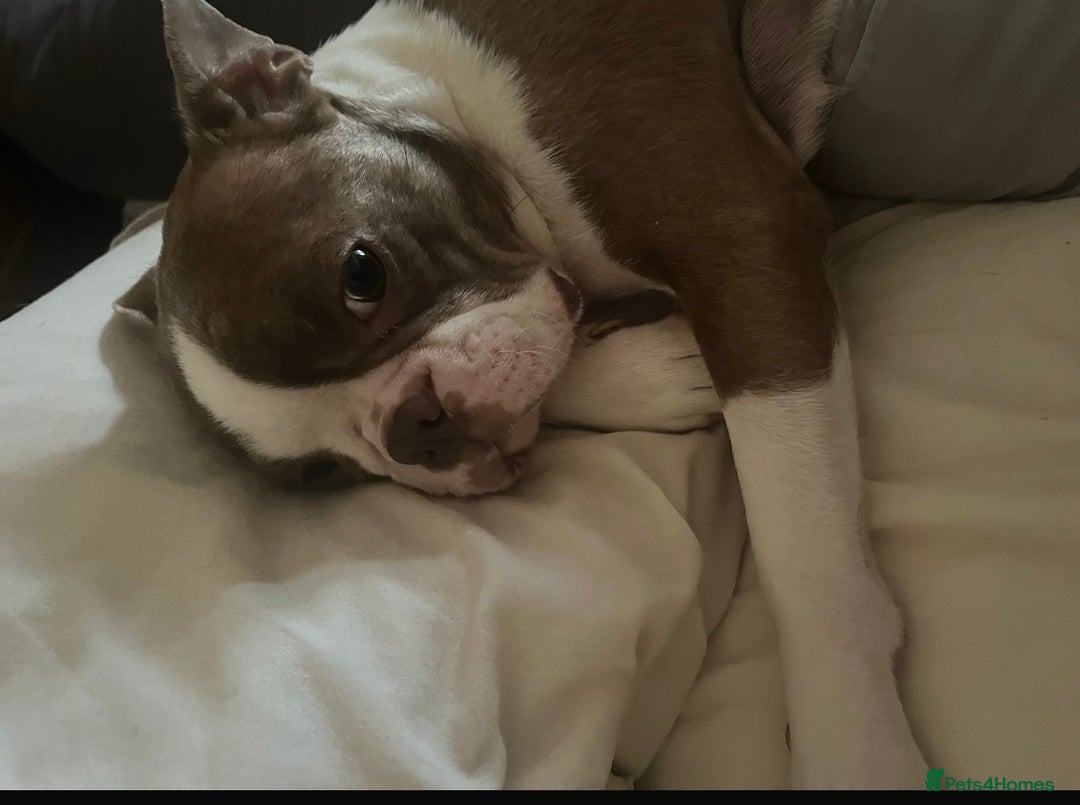 Boston Terrier dogs for sale: Boston Terrier bitch - Advert 2