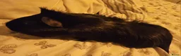 Guinea Pig rodents for sale: 2 Gorgeous Male Guinea pigs  in London - Advert 4