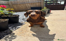 Miniature Dachshund dogs for sale: Kc miniature Dachshunds 2  girls  left  - Image 12