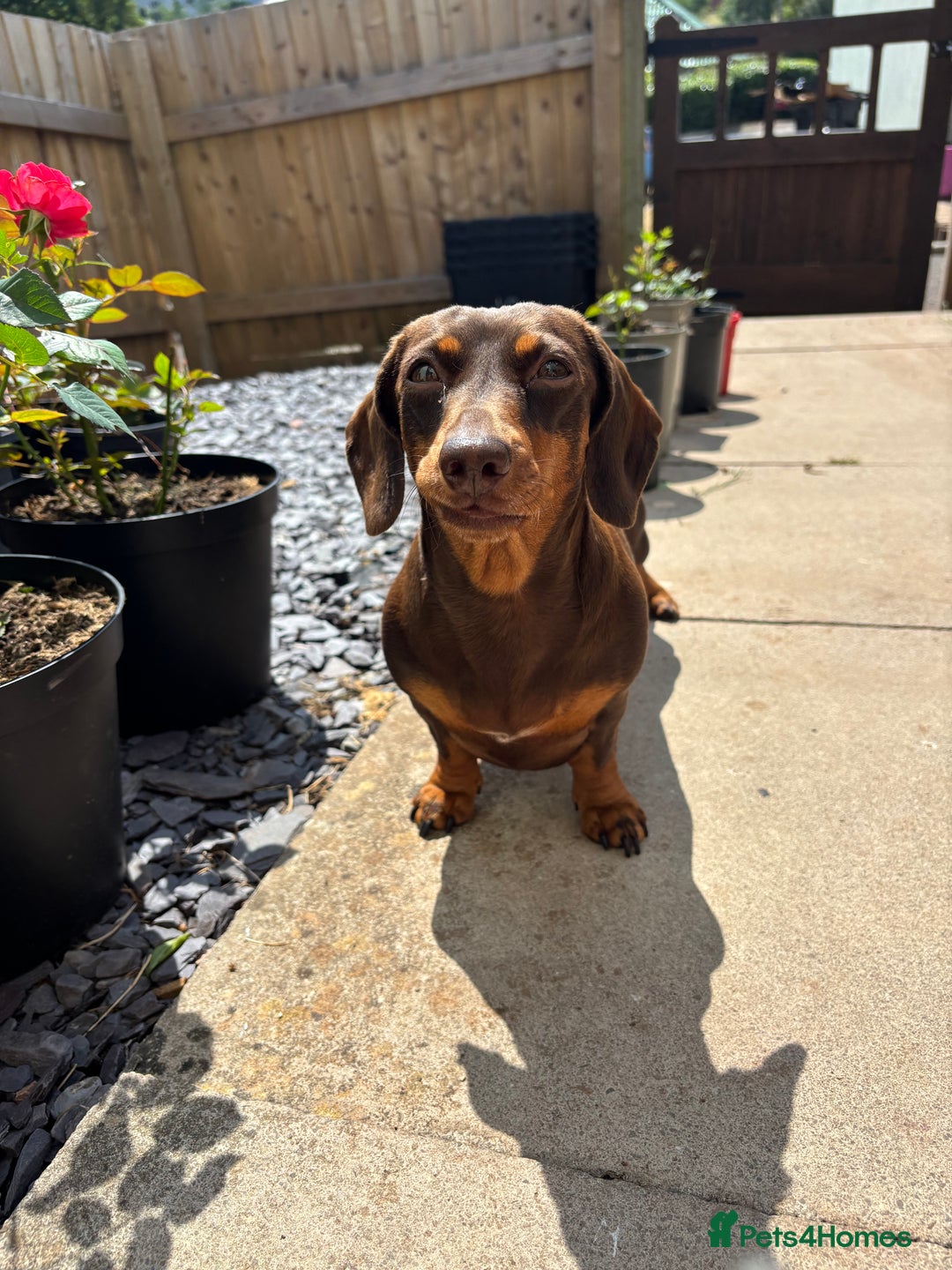 Miniature Dachshund dogs for sale: Kc miniature Dachshunds 2  girls  left  - Image 12