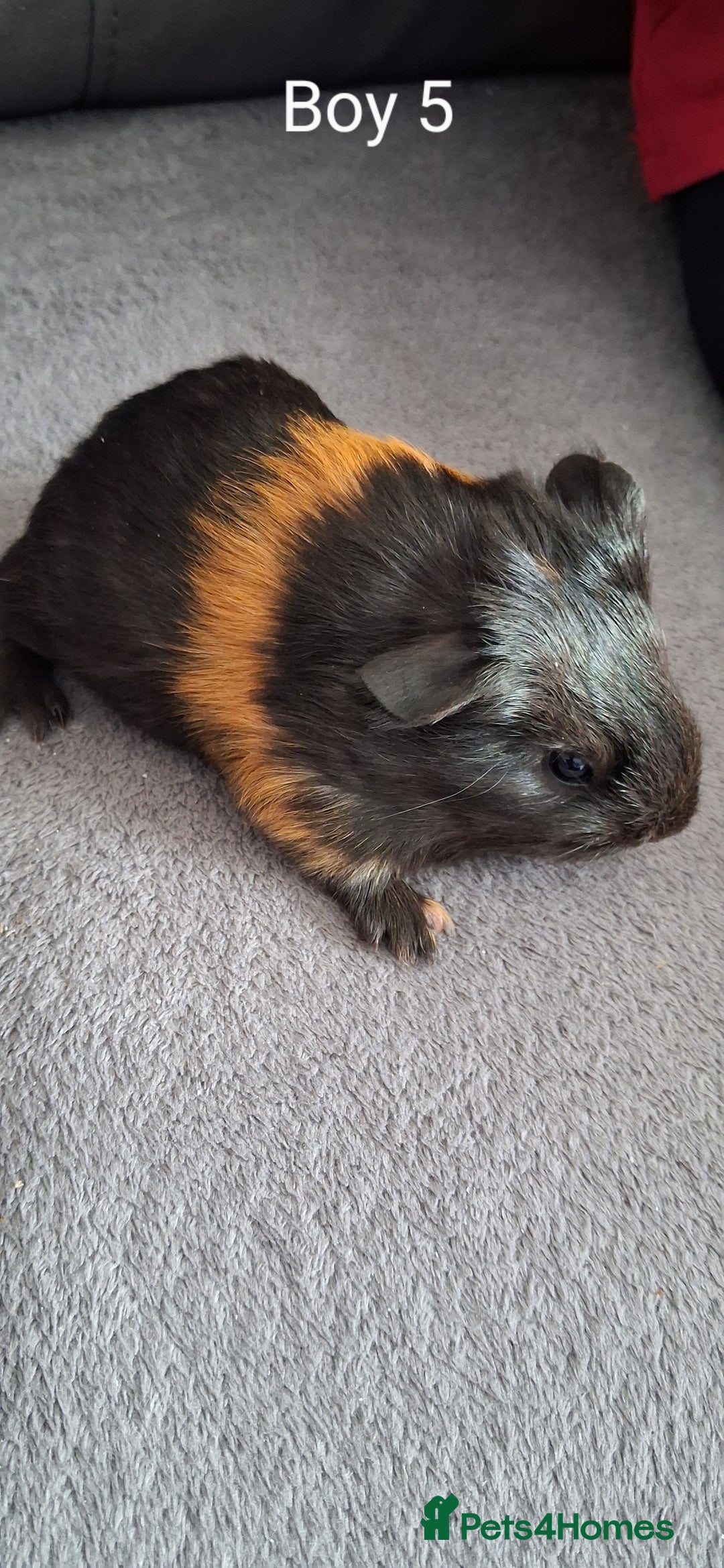 Guinea Pig rodents for sale: 3 girls 5 boys ready to leave - Image 14