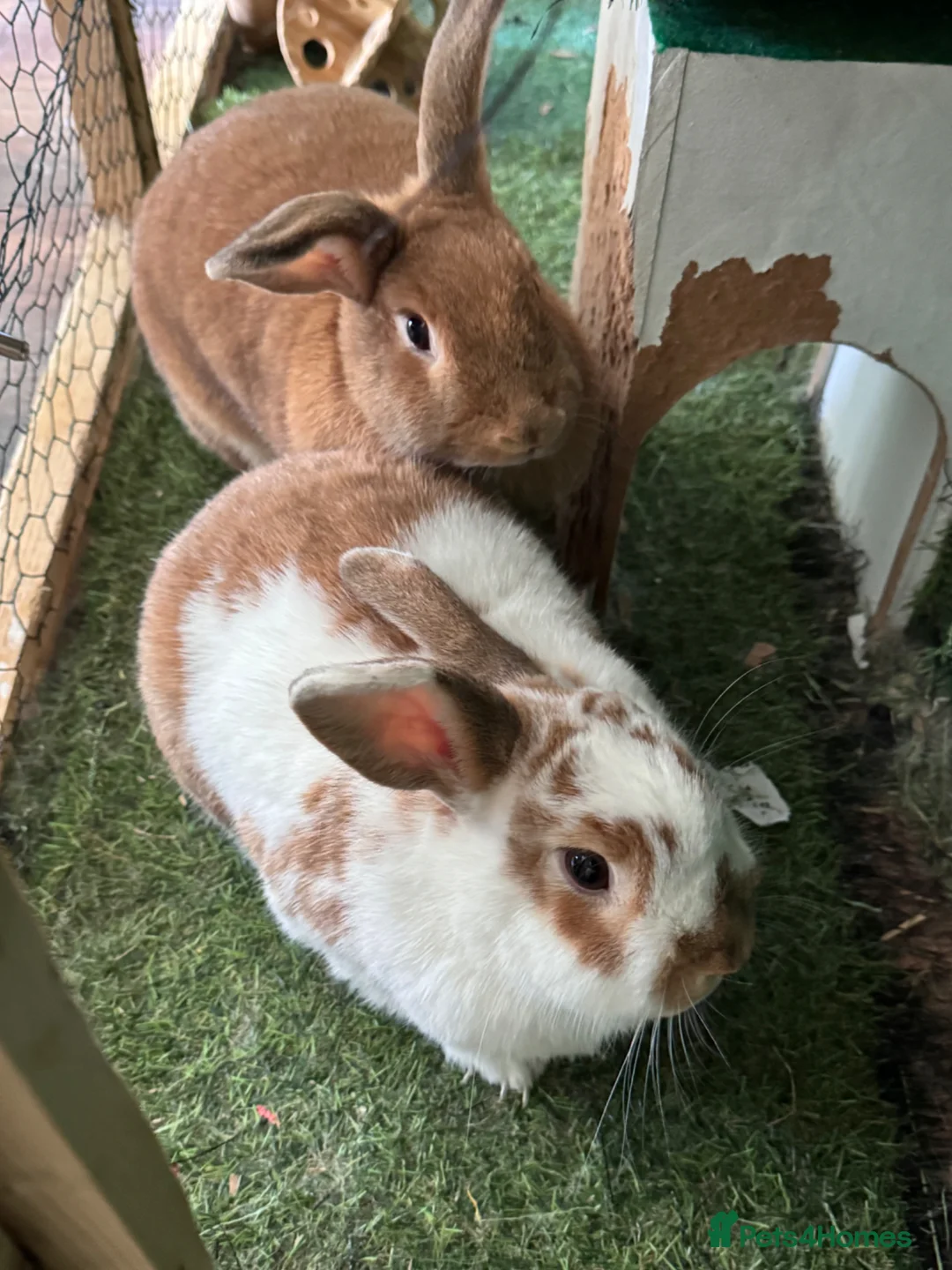 Mixed Breed rabbits for sale: David and Matilda, brother and sister bonded pair. in Weston-super-Mare - Advert 1