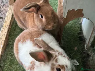 Mixed Breed rabbits David and Matilda, brother and sister bonded pair. - Advert 14