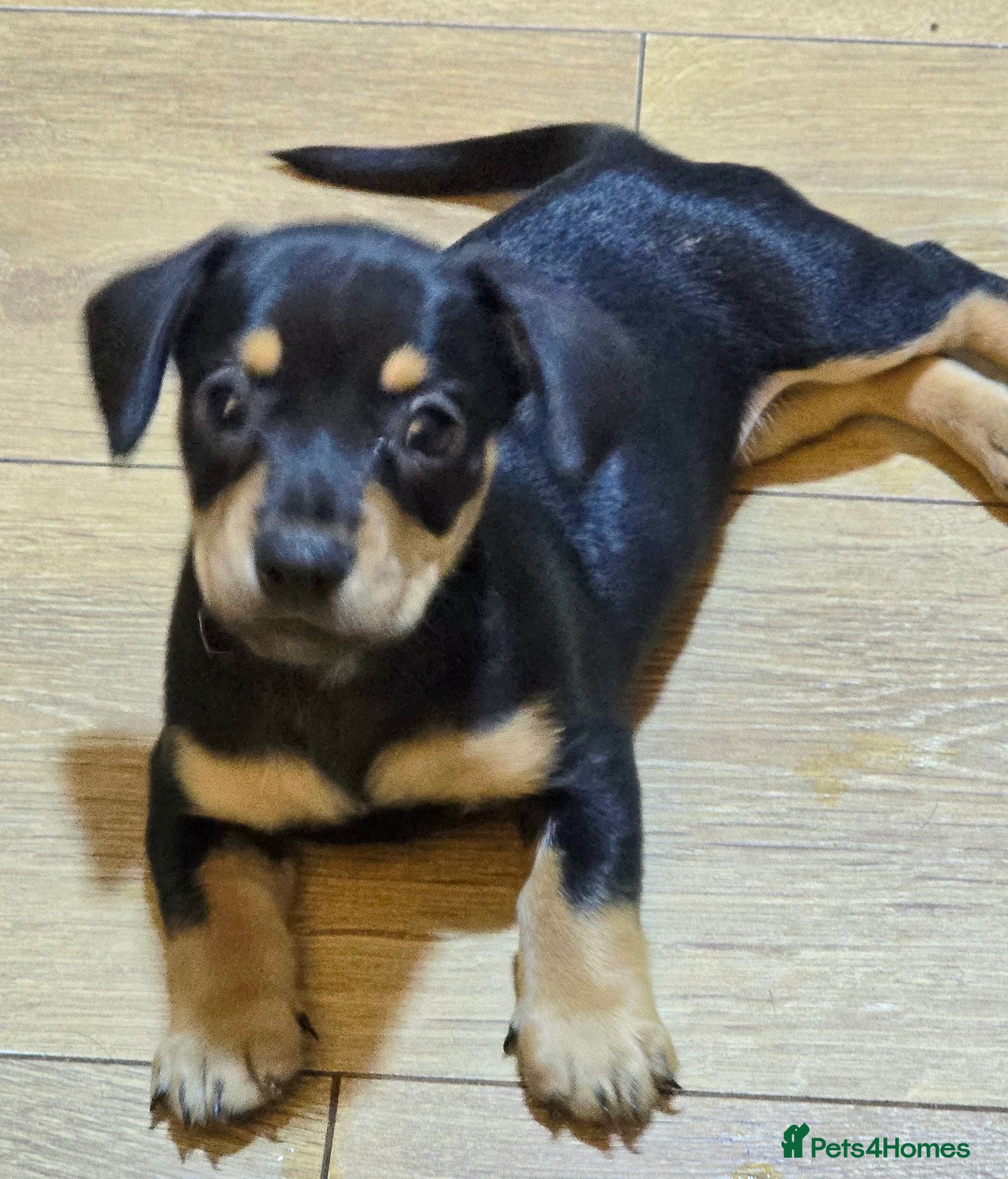 Mixed Breed dogs 🐾 Frenchie x Miniature dachshund 🐾  - Advert 17