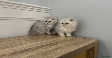 Persian cats - Advert 4