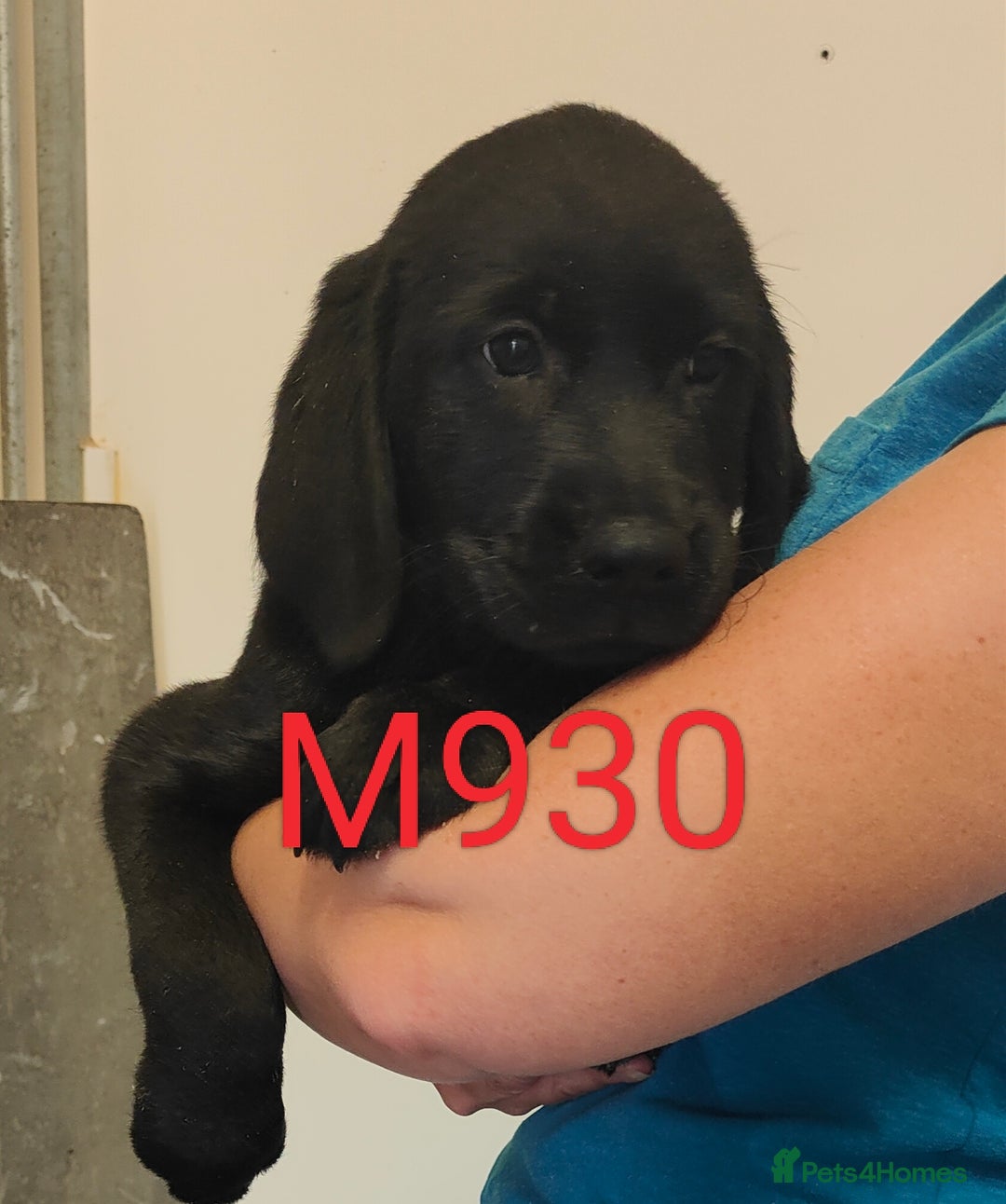 Goldador dogs for sale: Lovely Goldendor / Goldador Puppies - Image 5