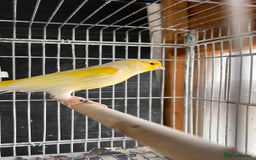 Canaries birds for sale: Canaries for sale  - Image 4