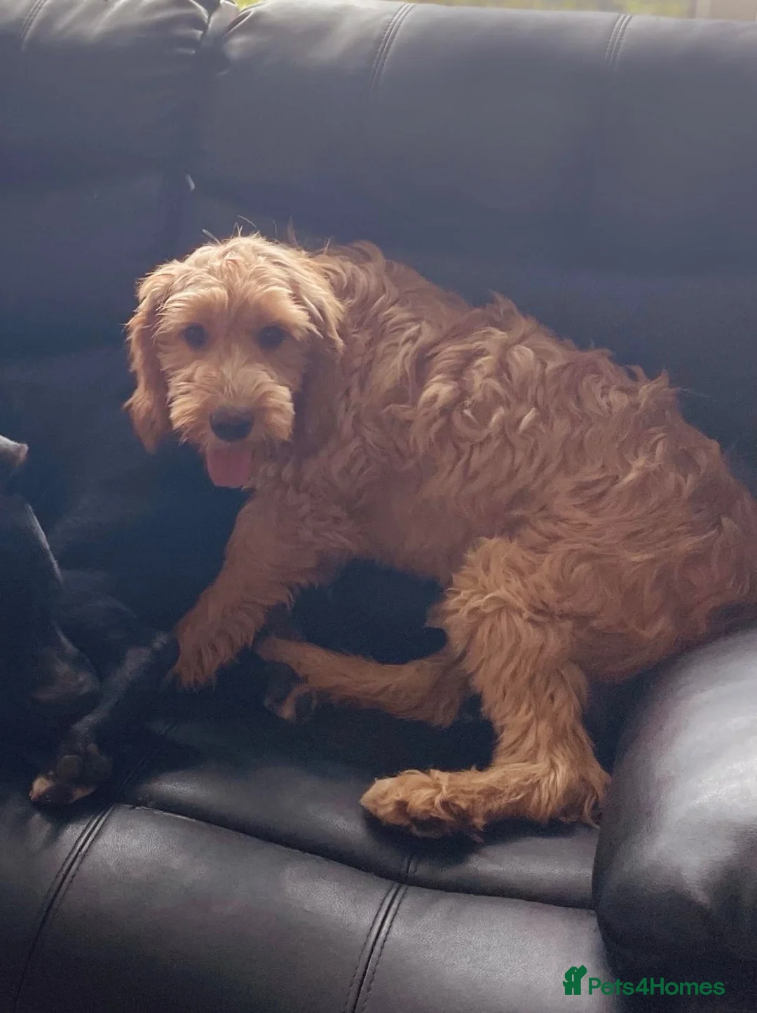 Mixed Breed dogs for sale: MIXED BREED PLEASE READ DESCRIPTION  in Stoke-on-Trent - Advert 2
