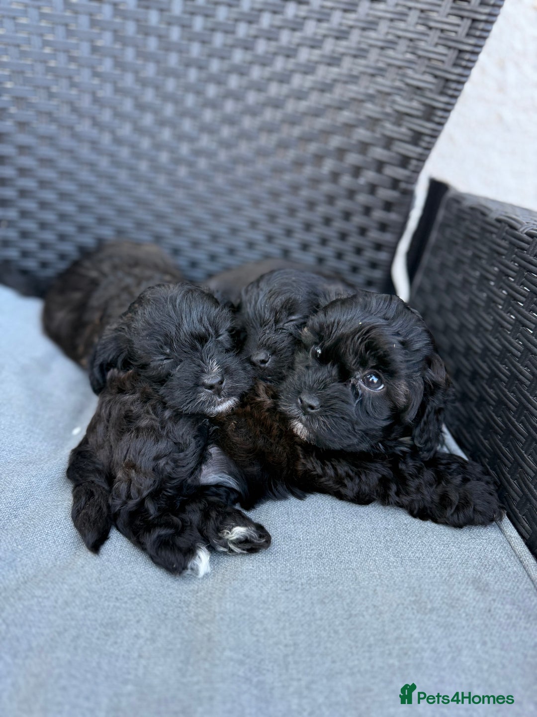 Yorkshire Terrier dogs for sale: Yorkies  - Image 19
