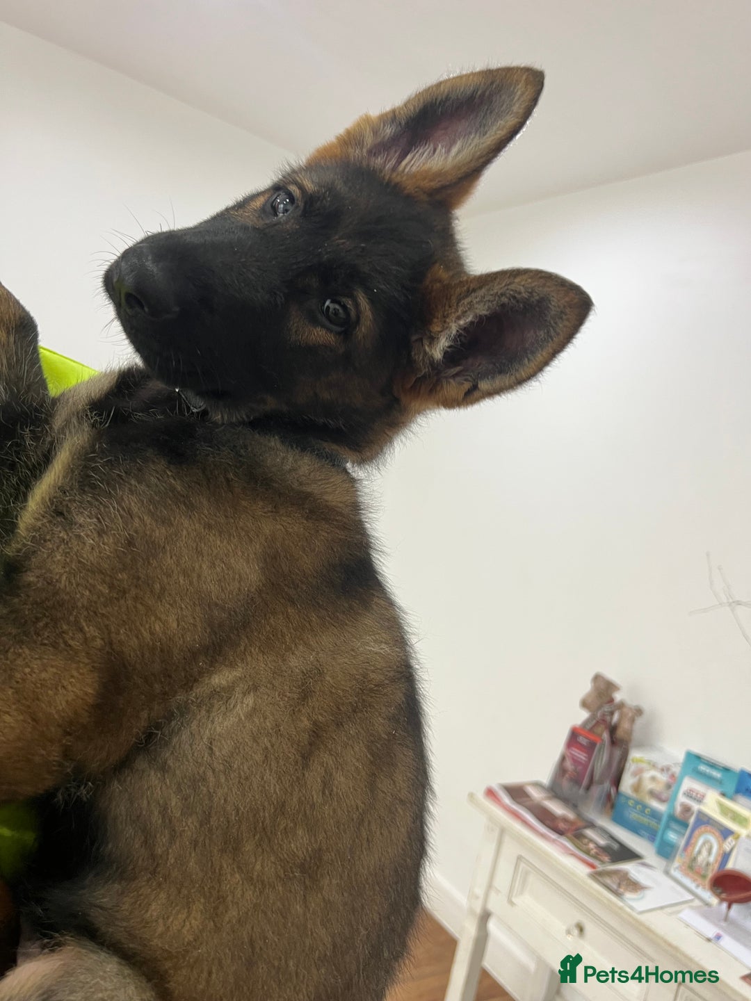 German Shepherd dogs for sale: Czechoslovakian German shepherd working line - Advert 3