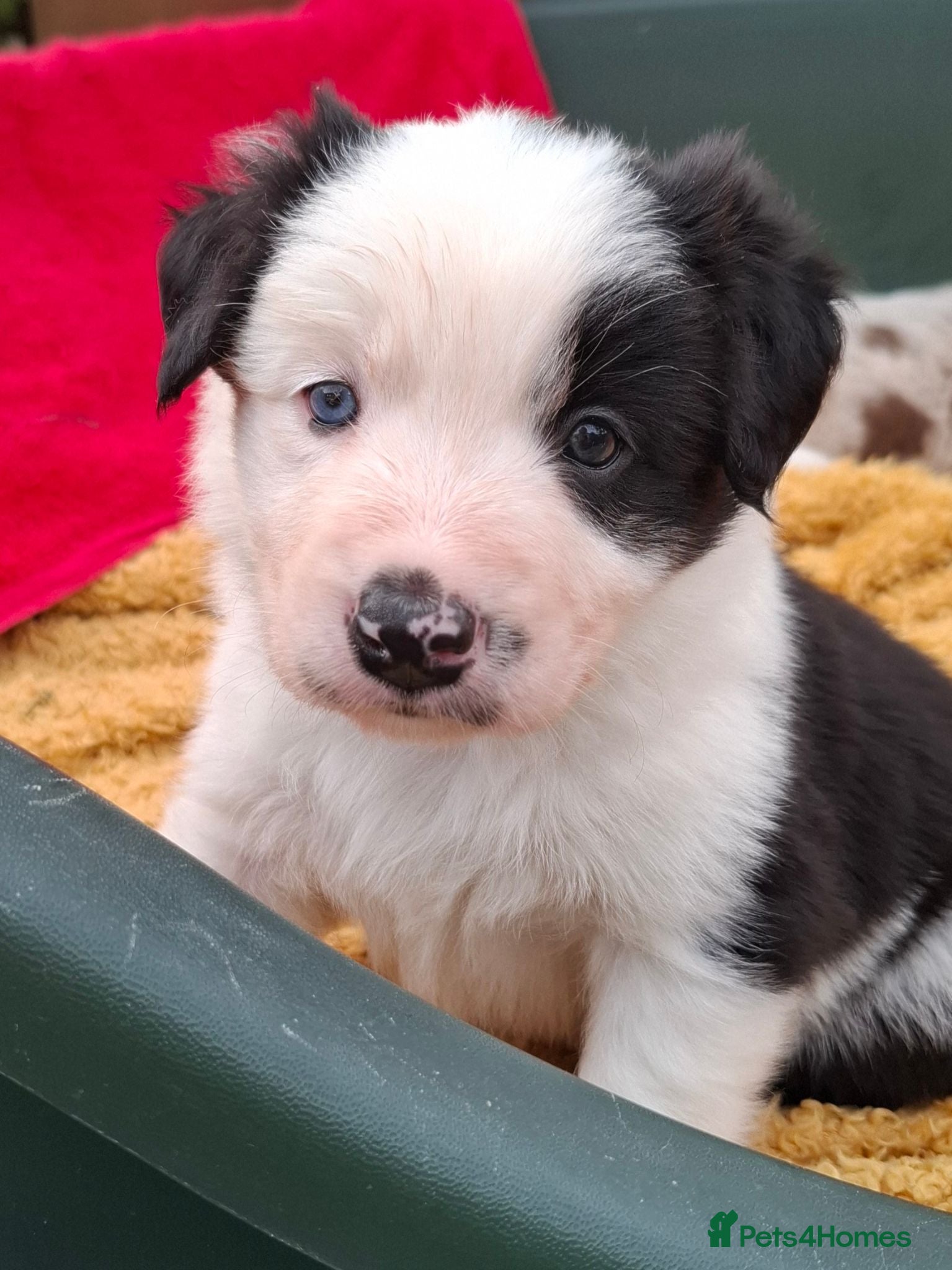 Border Collie dogs ​Long Coat Border Collie Pups Blue Merle Unique bw - Advert 5