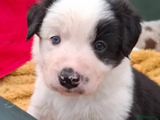 Border Collie dogs Long Coat Border Collie Pups Blue Merle Unique bw - Advert 5