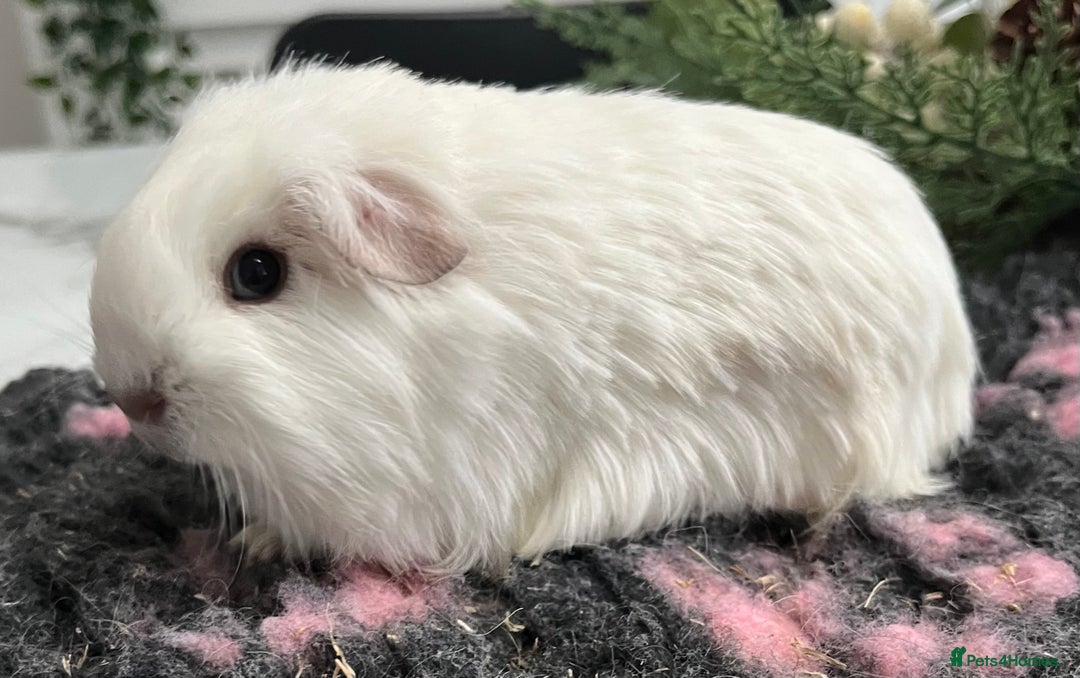 Guinea Pig rodents for sale: Baby boy and mature male to go as a pair.  - Advert 2