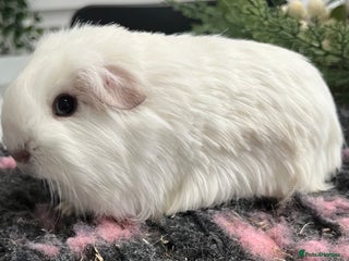 Guinea Pig rodents Baby boy and mature male to go as a pair. - Advert 4