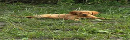Golden Retriever dogs for sale: KC FOX RED GOLDEN RETRIVERS - Advert 4