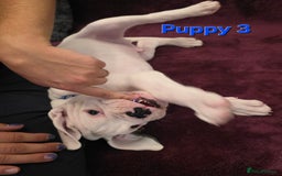 Boxer dogs for sale: KC REGISTERED Puppies-1x Gourgess Puppy available - Image 4
