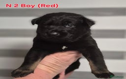 German Shepherd dogs for sale: German Shepherd  - Image 5