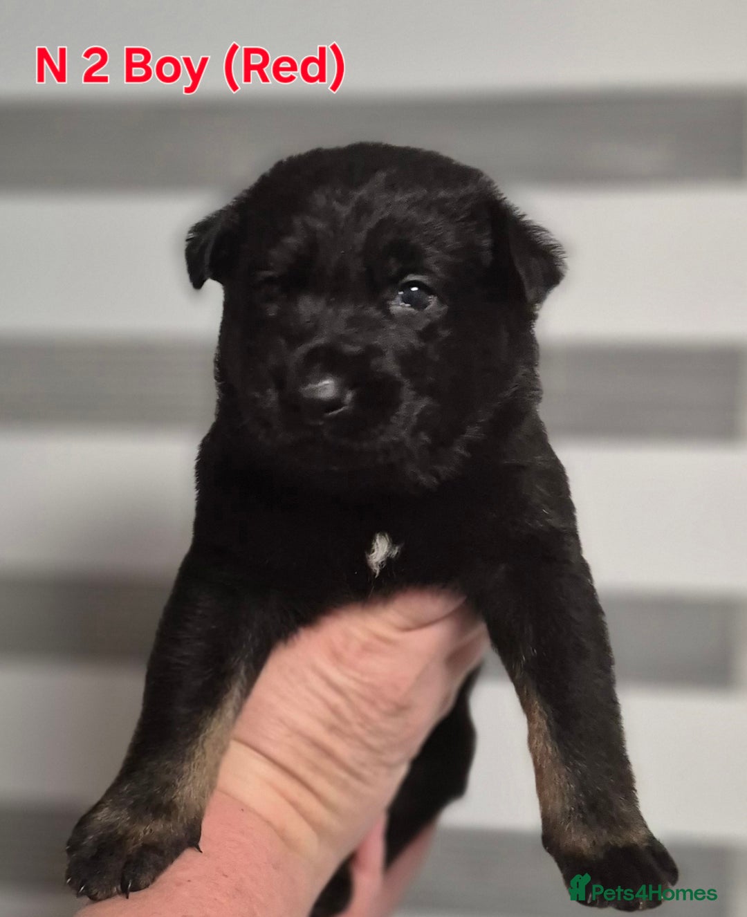 German Shepherd dogs for sale: German Shepherd  - Image 5