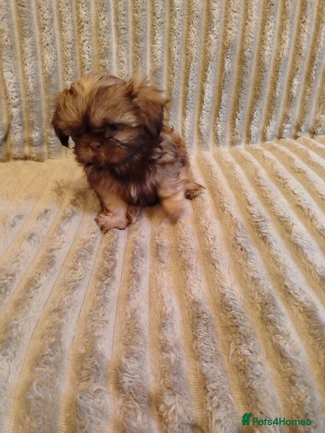 Shih Tzu dogs for sale: Beautiful imperial shih tzu babies  - Advert 16