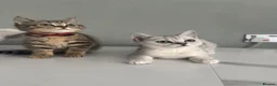 British Shorthair cats for sale: Only 2 Kittens female  - Advert 2