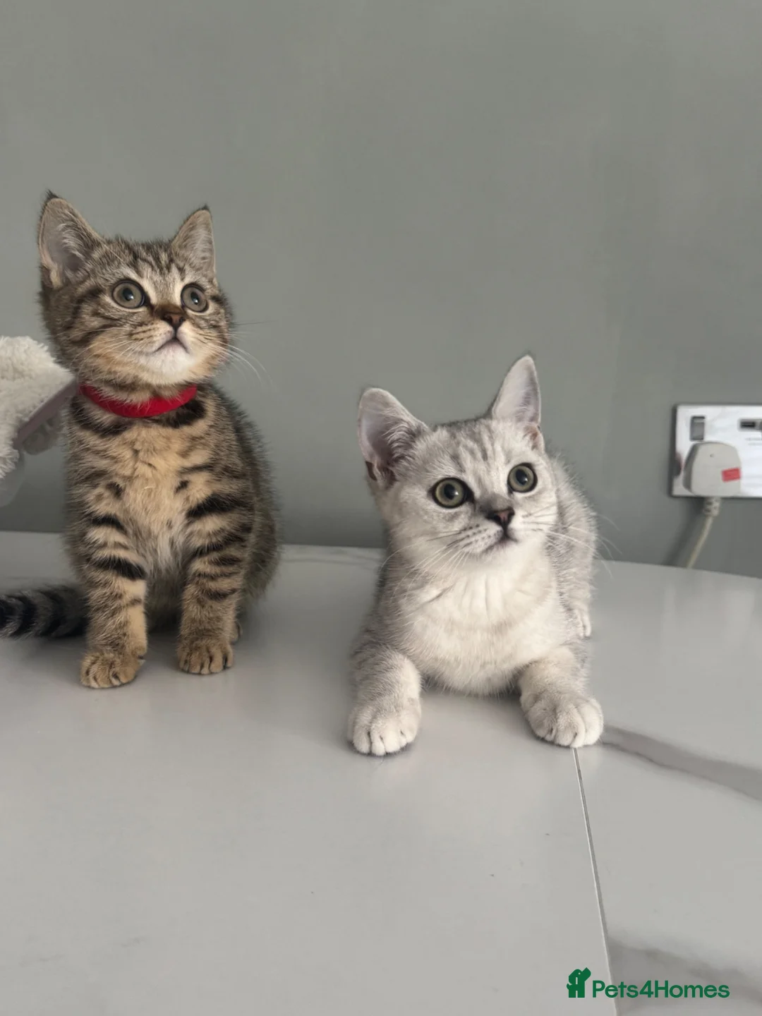 British Shorthair cats for sale: Only 2 Kittens female  - Advert 2