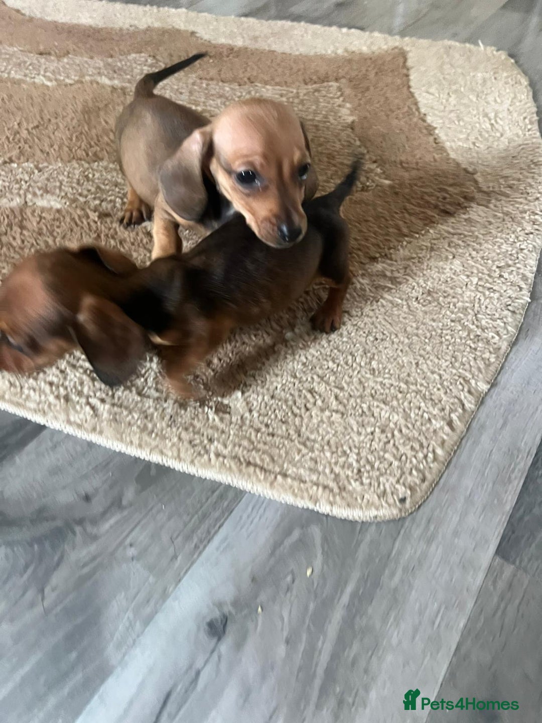 Dachshund dogs for sale: Dachshund puppies for sale - Image 10