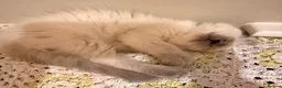 Ragdoll cats for sale: Beautiful ragdoll babies! 😻😻😻 - Advert 2