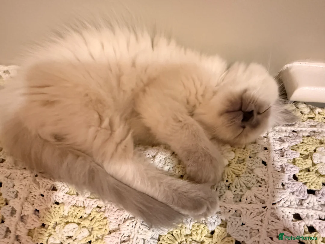 Ragdoll cats for sale: Beautiful ragdoll babies! 😻😻😻 - Advert 2