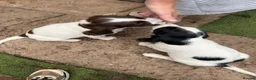 English Springer Spaniel dogs for sale: Engilish springer spaniel puppies  - Advert 33