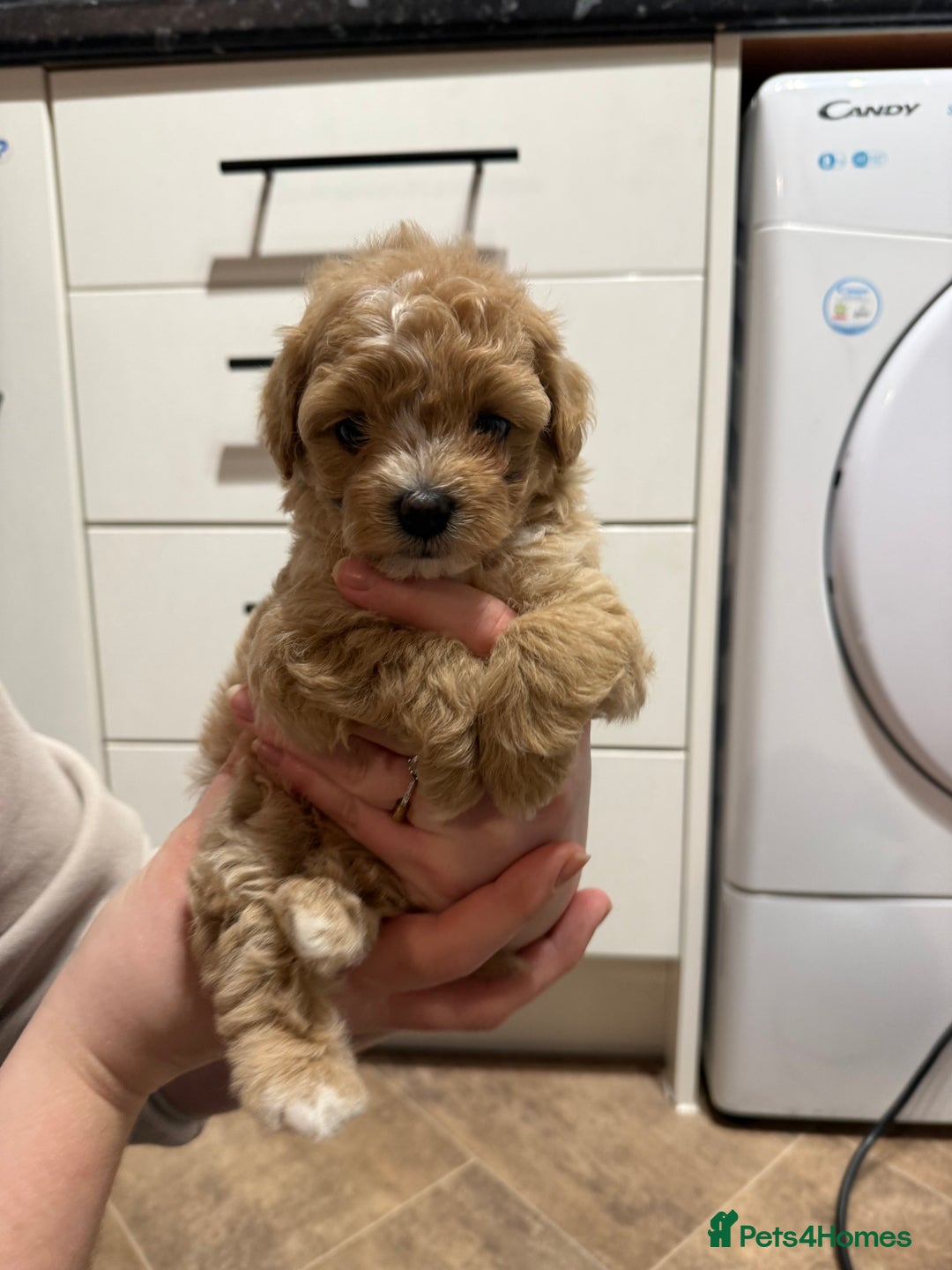 Maltipoo dogs for sale: Beautiful tiny F1 Asian Maltipoo puppies  - Advert 12